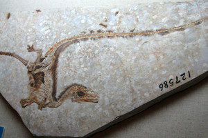 Dinozaurų fosilijas ištyrę mokslininkai rado stulbinančių faktų 