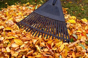 Nepridarykite nesąmonių  su kieme nukritusiais lapais –  svarbūs  du dalykai  