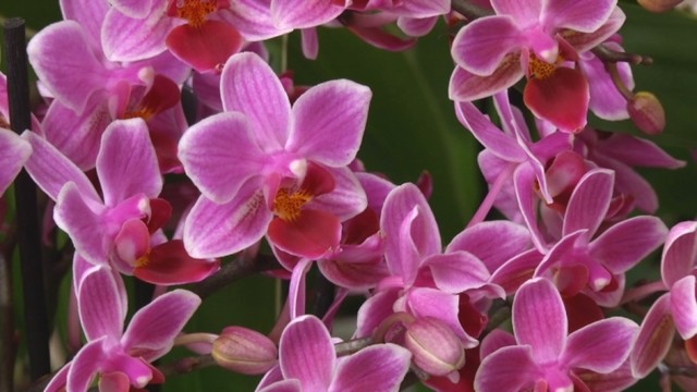 Išmokite auginti orchidėjas taip, kad  jos džiugintų visus metus
