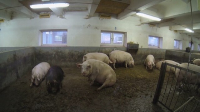 Afrikinis kiaulių maras gąsdina ir kaimynus lenkus