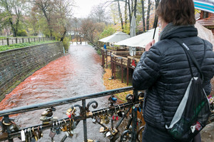 Vilnelė nusidažė raudonai: paaiškino, kodėl