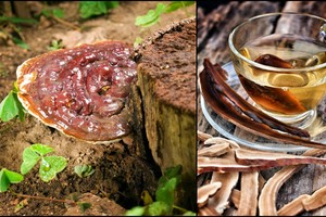 Ar kada bandėte grybų arbatos? Organizmas jums padėkos