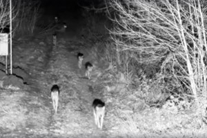 Pasienyje su Baltarusija apsaugos kameros užfiksavo ypatingą reginį