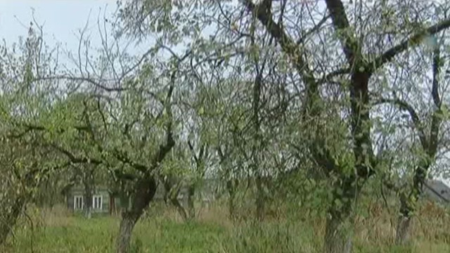 Neįprasta vagystė Panevėžio rajone – išskynė visus sodo obuolius