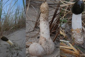 Pajūryje auga grybai, kuriuos Čarlzo Darvino anūkė naikindavo dalgiu