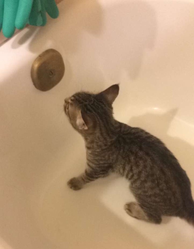  Vonioje laukė labai garsiai ir be perstojo kniaukianti katytė.<br> imgur/squishiepeachies nuotr.