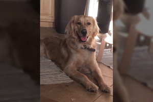 Grįžusį vyrą šuo nusivedė į vonią. Ten laukė didžiulė staigmena