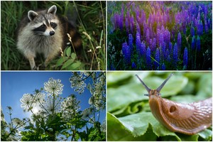 Lietuvoje parazituoja net 35 invazinės gyvūnų ir augalų rūšys