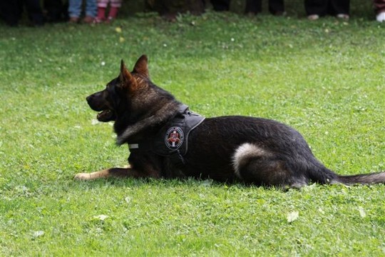 Vokiečių aviganis Vegas susekė šešis vietnamiečius ir juos lydėjusį armėną