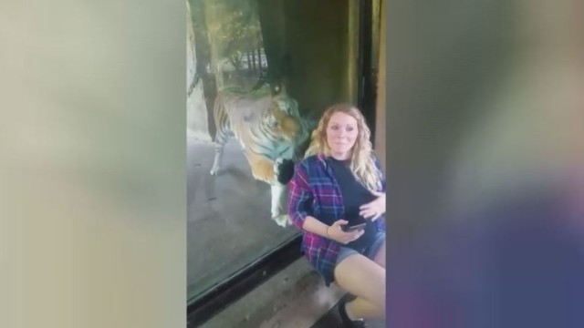 Netikėtai tigrę aplankę motiniški instinktai suglumino zoologijos sodo lankytoją