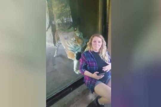 Netikėtai tigrę aplankę motiniški instinktai suglumino zoologijos sodo lankytoją