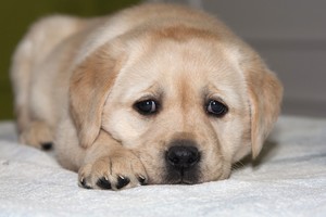 Ištyrė, kaip mes žiūrime į šunis. Išvada patiks ne visiems