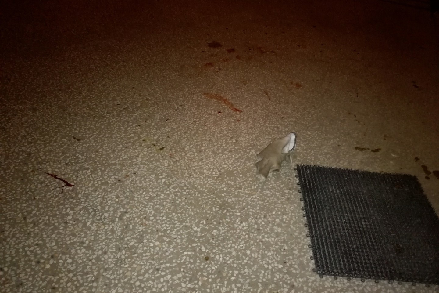 Fabijoniškių mikrorajone valkatavęs šuo buvo pagautas. Tačiau žiauriu šungaudžių elgesiu pasibaisėjo vietos bendruomenė.<br> Facebook nuotr.