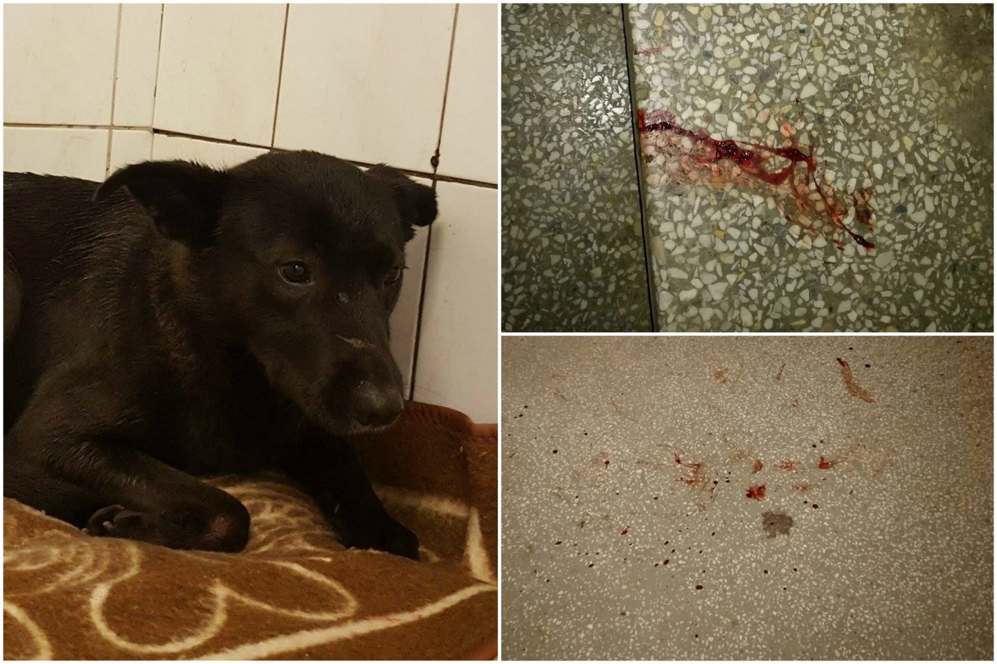 Po šuns gaudynių laiptinėje liko kraujo dėmės.<br> Facebook nuotr.