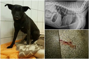 Kruvinos gaudynės daugiabučio laiptinėje atskleidė žiaurią šuns istoriją