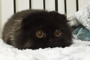 Baisiai juokingi kadrai: auką pasiruošusios pulti katės