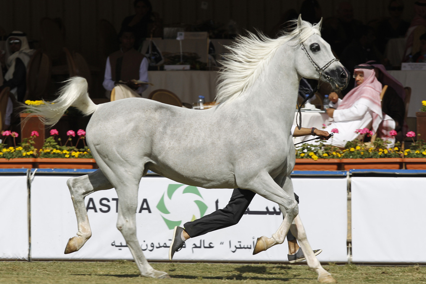  Ilgaamžiai, energingi, paklusnūs ir ištvermingi arabų žirgai naudojami ir kitoms žirgų veislėms pagerinti.<br>Scanpix nuotr.