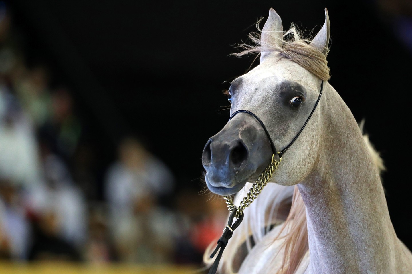  Ilgaamžiai, energingi, paklusnūs ir ištvermingi arabų žirgai naudojami ir kitoms žirgų veislėms pagerinti.<br>Scanpix nuotr.