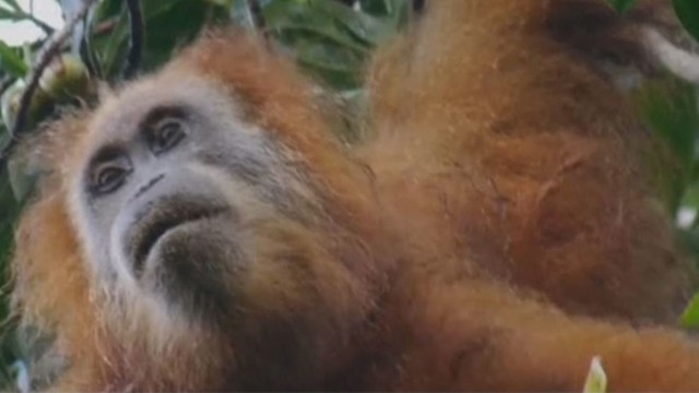 Sumatros miškuose atrasta nauja orangutanų rūšis