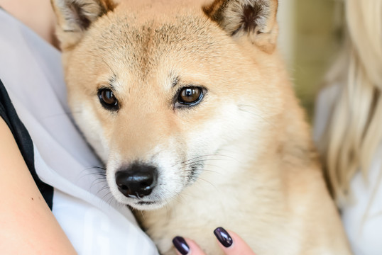 Pasimeldusi Telšių katedroje moteris pavogė brangų šunį