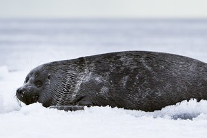Giliausiame pasaulio ežere Rusijoje aptiktas 141 negyvas ruonis