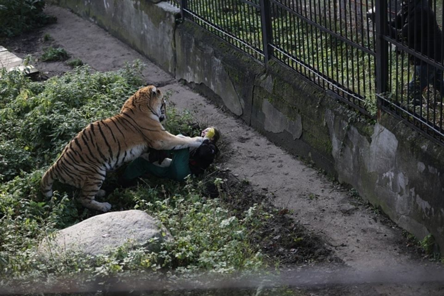  Tigro užpultai zoologijos sodo darbuotojai pavyko išsigelbėti tik lankytojų dėka. <br> vk.com nuotr. 