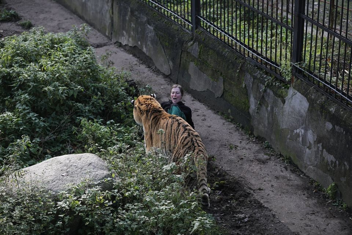  Tigro užpultai zoologijos sodo darbuotojai pavyko išsigelbėti tik lankytojų dėka. <br> vk.com nuotr. 