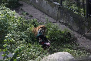 Siaubas Kaliningrado zoologijos sode: įsiutęs tigras draskė prižiūrėtoją