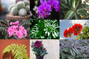 Augalai donorai ir augalai vampyrai: ką auginate ant palangės?