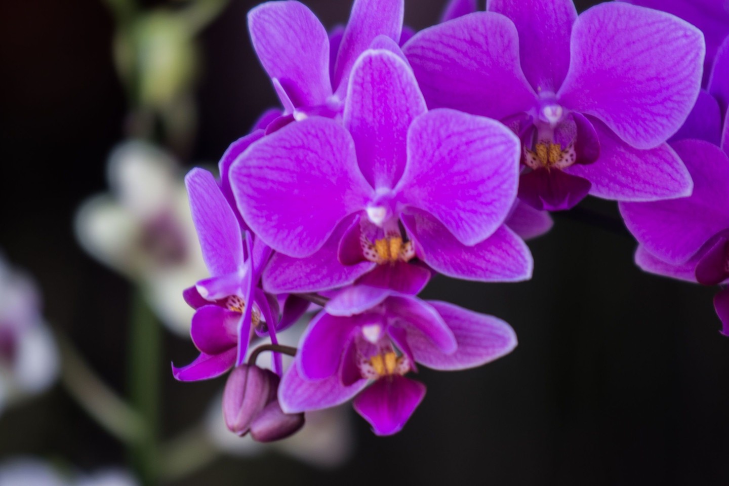  Orchidėja.<br> 123rf nuotr.