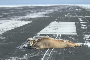 Atšiauraus oro uosto darbą sutrikdė neregėtas svečias
