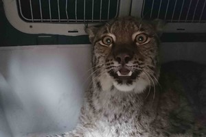 Kėdainių rajone pastebėta lūšis: jos būklė kelia nerimą