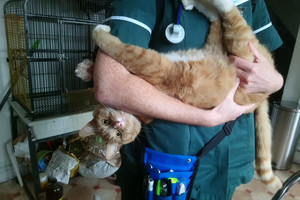 Pasiruoškite juoko dozei: linksmiausios veterinarų darbo akimirkos