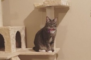 Kai pas merginą atsikraustė vaikinas su kate, vieno dalyko ji nenumatė