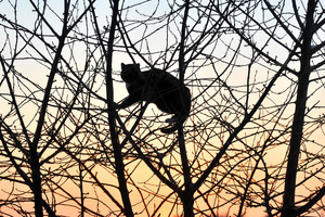 Ugniagesiai iš medžio iškėlė baimės įkalintą katiną