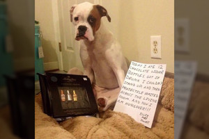 Nepaklusnus šuo prisiėdęs saldainių su likeriu sužinojo, ką reiškia pagirios