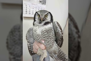 Reta gražuolė iš Skandinavijos Kaune patyrė nelaimę