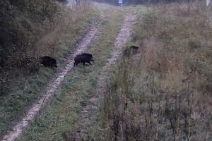 Pasieniečių vaizdo kameros užfiksavo žavingą reginį pamiškėje