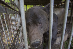 Meškos kankinimo vaizdus gamtoje lydėdavo medžiotojų linksmybės
