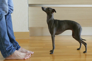 Svajonių šuo: italų aristokratų pamiltos levretės – turtų ir mados simbolis