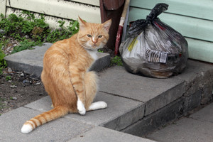 Kauniečiams brangs šiukšlių išvežimas