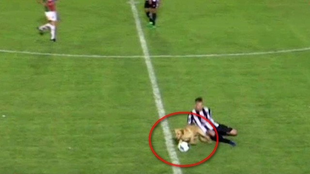 Šuo sudrumstė futbolo rungtynes: įsiveržė į aikštę ir atėmė kamuolį
