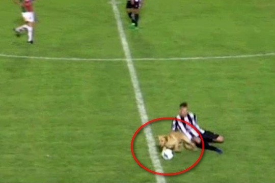 Šuo sudrumstė futbolo rungtynes: įsiveržė į aikštę ir atėmė kamuolį