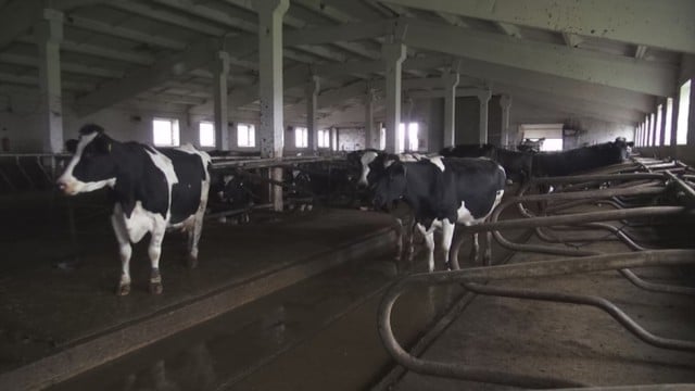 Atvirai parodė robotizuoto pieno ūkio privalumus ir trūkumus