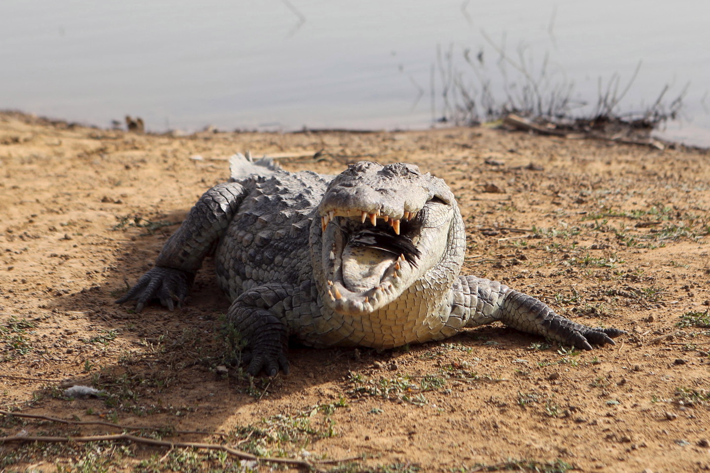  Krokodilai iš tikrųjų dažnai apsiašaroja dorodami savo aukos kūną.<br> Reuters / Scanpix nuotr.