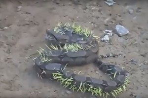 Skauda net žiūrint: smauglys pasigailėjo netinkamai pasirinkęs pietus