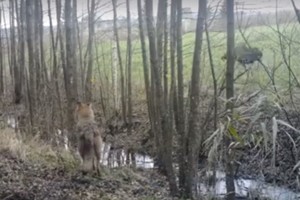 Žuvinte vaizdo kameros užfiksavo, kaip vilkai medžioja briedį