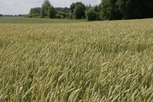 Kviečių kainas rinkoje diktuoja Rusija