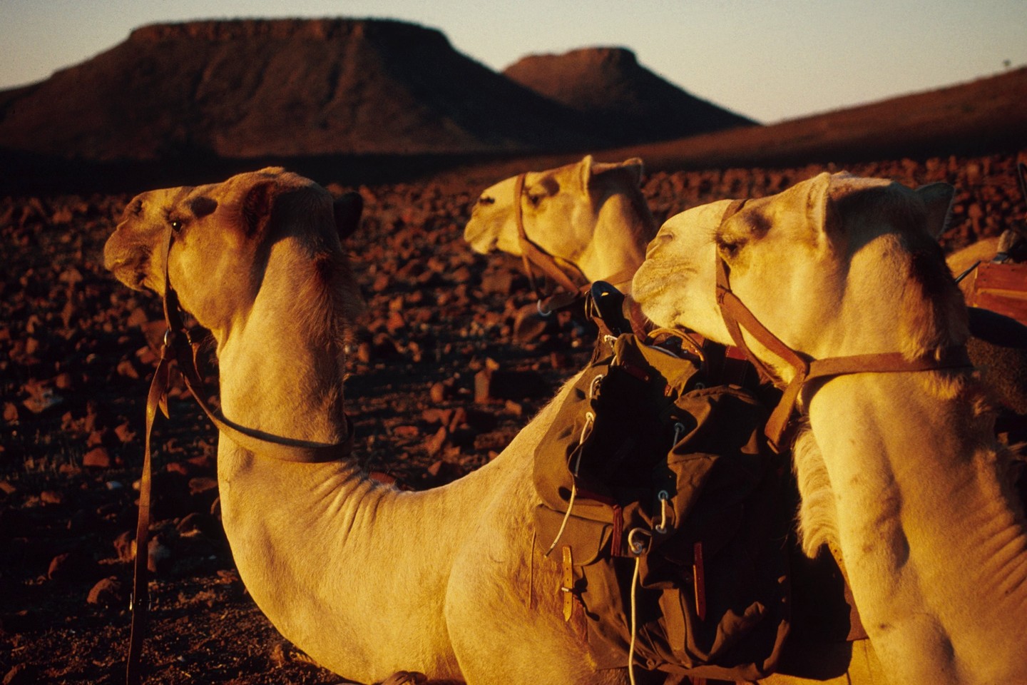  B.Allenas vienintelis įveikė Gobio dykumą kupranugariais.<br> „Vida Press“ nuotr.