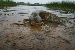 Malonė žvejams: tvenkiniuose įveisė karosų ir šamų